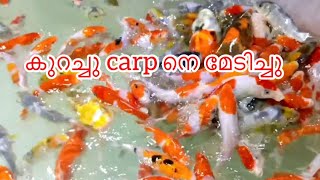 Bought the carp into the aquarium |അക്വാറിയത്തിലേക് കാർപ്പിനെ വാങ്ങി