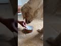 dog tries sparkling water ✨ goldenretriever tastetest sparklingwater