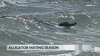 Alligator mating season: Why alligators have been spotted around Mobile County