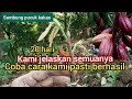 cara sambung pucuk kakao. penjelasan lengkap pasti berhasil.