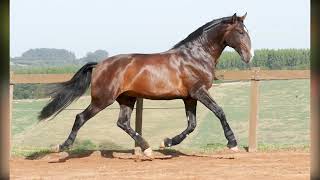 LUCA INTERAGRO - breeding stallion