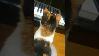 貓咪上鋼琴課🐈🎹