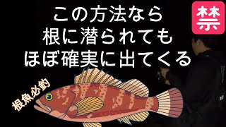 ロックフィッシュが根に潜った時の対処法。この方法でほぼ確実にキジハタ（アコウ）は出てくる理由と手段