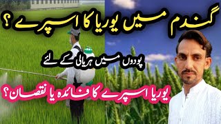 Urea ka spary gandum mein |Urea spray on wheat crop | Yellowing inwheat field