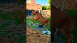 Jai gau Mata Jai shree Krishna  😱😲 #trending #shorts #short #viral #youtubeshorts #foryou #new #top