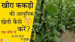 How To Do Cucumber Farming । खीरा ककड़ी में खाद कितनी मात्रा में और कौनसा डाले।