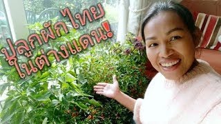 ปลูกผักไทยในต่างแดน | ผักสวนครัวในเมืองนอก | ชีวิตในอังกฤษ | Mew Happy Family.