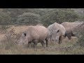 chipembere foundation how they protect the rhinos