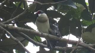 endemic, White-mantled Barbet, Capito hypoleucus, reserva rio claro