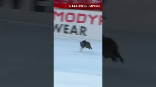 Kurios: Hund crasht Ski-Rennen 🐶😅