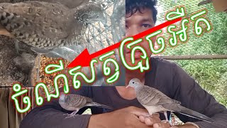 ចំណីសត្វក្រួចអ៊ឺត | សុីអ្វីខ្លះ?🤔