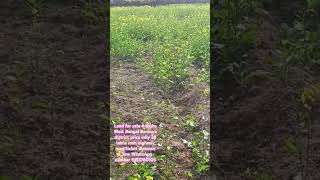 Land for sale 4 bigha West Bengal Bankura district price only 28 lakhs