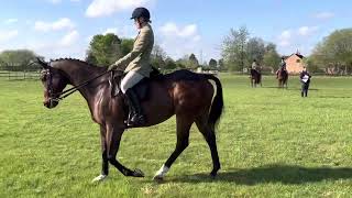 Arogo, showing, RoR Amateur Ridden 24/4/2022