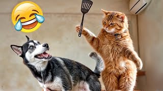 CLASSIC Dog and Cat Videos 🐶 😹 1 HOURS of FUNNY Clips