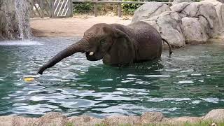 Elephant enrichment