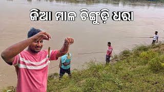 ନଦୀରୁ ଜିଆ ମାଳ ଚୁଙ୍ଗୁଡ଼ି ଧରା 🦐 l ଭିନ୍ନ ଏକ ଗାଁ l Rural Costal village of Kendrapara