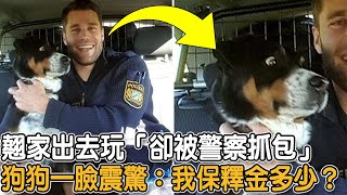 翹家出去玩「卻被警察抓包」 狗狗一臉震驚：我保釋金多少？|#狗狗故事 #翹家 #震驚