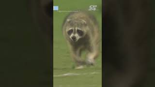 Raccoon interrupts MLS match