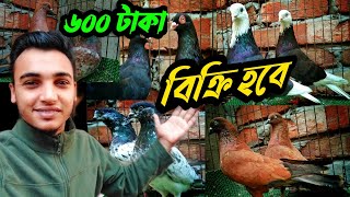 কমদামে ভালোমানের কবুতর কিনুন | কবুতরের ফেরিওয়ালা | কবুতর | কবুতর বিক্রি ২০২২ |