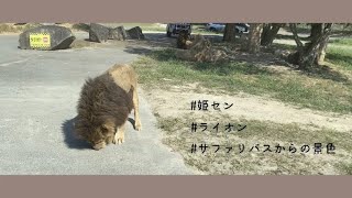 ｜vlog｜姫路セントラルパークのサファリバスから見える景色