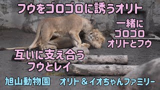 旭山動物園　フウをゴロゴロに誘うオリト　一緒にゴロゴロオリトとフウ　互いに支え合うフウとレイ　オリト＆イオちゃんファミリー　Orito & Io family　Lion family