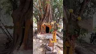 அதிசயத்தின் உச்சம் மரத்திற்குள் கோவில்!! #tree #temple #ytshorts