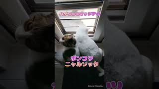 【ハチワレ\u0026オッドアイ】お外が怖くて2匹でかたまる警備員…(たまに野良猫が通るから怖いらしい) #ねこ #猫 #でぶねこ #でぶ猫 #オッドアイ #白猫 #ハチワレ #警備員 #キジトラ