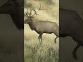 338 Lapua Magnum vs Bull Elk