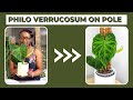 How To Put a Philodendron Verrucosum On a Moss Pole - Step By Step | The Leca Queen