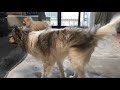 【ポメラニアン ポン＆シンバ】お家シャンプーをしたらブルドーザーみたいになったポメラニアンwash pomeranian