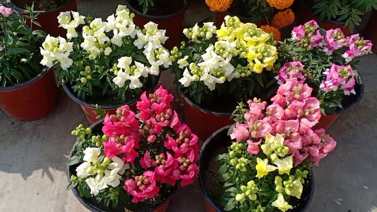 Collared Lizard Care Guide 2022 Housepetscare