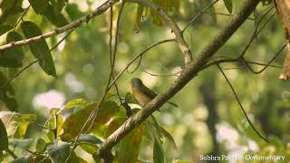 // Red-breasted Flycatcher (Ficedula parva) //