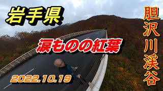 紅葉　胆沢川渓谷　奥羽山脈　秋田県と岩手県の県境にある大森橋から凄い紅葉を堪能しました【岩手県奥州市・秋田県東成瀬村】2022.10.19