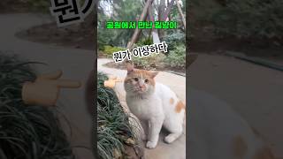 버려진 길냥이를 만난 냥집사 반응은? #고양이 #cat #고양이영상 #cute #고양이브이로그 #고양이일상