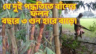 বাঁশের ফলন তিনগুণ হারে বাড়বে দুটি পদ্ধতি অনুসরণ করলে। বাঁশের ফলন তিনগুণ পেতে চান তাহলে,,,,,,