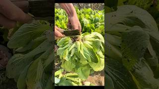 A Giant Shanghai Bok Choy | Shanghai Bok Choy Harvesting #agriculture #vegetables #farming