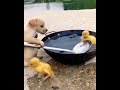 tatlı arkadaşlar 🥰🐕🐥