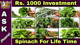 மாடி தோட்டத்தில் கீரை வளர்ப்பு Greens on all days with Just Rs.1000 investment - Spinach Growing