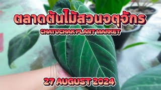 ตลาดต้นไม้สวนจตุจักร EP.2 CHATUCHAK PLANT MARKET EP.2 | 27/08/2567