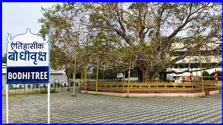 Bodhi Tree | Bodhi Tree Diksha Bhumi Nagpur | Bodhi Vraksh Nagpur | बोधि पेड़ दीक्षा भूमि नागपुर