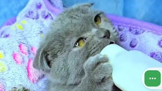 Greedy Cats and their Funny Moments.🤣