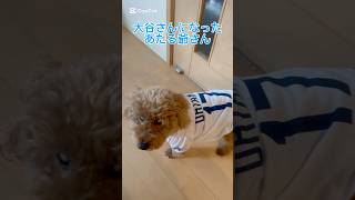 大谷翔平になったあたる爺さん！？#あたる#トイプードル#デカプー#いぬのいる生活 #dog