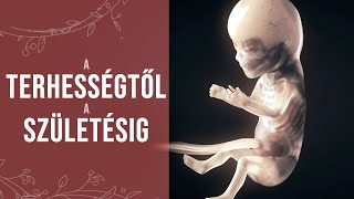 Terhesség - Egy csoda születése (animáció)