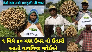 રેનો 39 નવી મગફળી ની જાત ૧ વિધે ૪૦ મણ ઉપર નો ઉતારો આતો વાવવિજ જોઈએ @DRKisanHelp_DilipRam