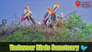 வடுவூர் பறவைகள் சரணாலயம் 🐦 | Vaduvoor Birds Sanctuary | Experience of Explorers 💚