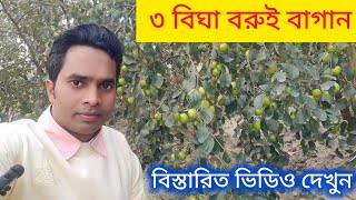 ৩ বিঘা বরুই বাগান। সোনারগাঁও, নারায়ণগঞ্জ