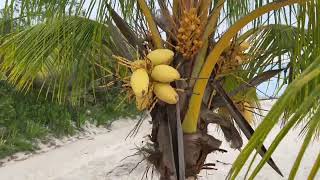 Playa Mia Cozumel - public beach, Mexico 2023