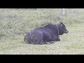 beautiful black bull farm animals for kids animals world