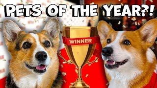 We're Nominated for Pet Influencers of the Year!