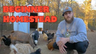 So You Want To Start A Homestead? (Beginner Tips From A Beginner)